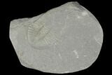 Partial Ogyginus Cordensis - Classic British Trilobite #103103-1